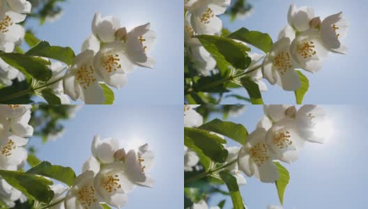 特写树枝与美丽的雪白茉莉花在蓝天和阳光的背景。盛开的茉莉花分支。植物、细节、自然高清在线视频素材下载