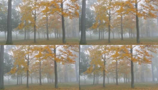 秋天落叶林中的雾。废弃公园的秋天美学。落在地上黄色的叶子高清在线视频素材下载
